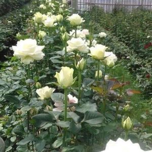 Meet your Posher, Esthela